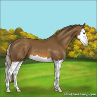 Horse Color:Chocolate Palomino Splash 