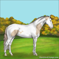 Horse Color:Red Dun Splash Tobiano 
