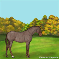Horse Color:Liver Red Roan 