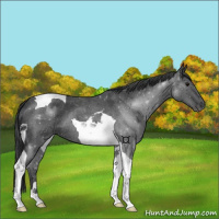 Horse Color:Blue Roan Tobiano