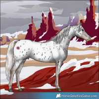 Horse Color:Liver Chestnut Mushroom Appaloosa 