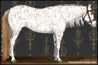 Horse Color:Red Dun Appaloosa  and Red Dun Appaloosa 