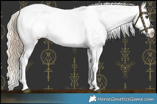 Horse Color:Red Dun Appaloosa  and Palomino Dun Appaloosa 