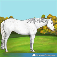 Horse Color:White Spotted Silver Buckskin Dun Sabino Rabicano