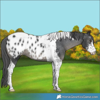 Horse Color:Black Sabino Tobiano Appaloosa Rabicano 