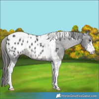 Horse Color:Black Sabino Tobiano Appaloosa Rabicano 