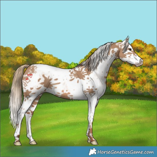 Horse Color:White Spotted Red Dun Splash Tobiano 