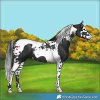 Horse Color:Black Splash Tobiano
