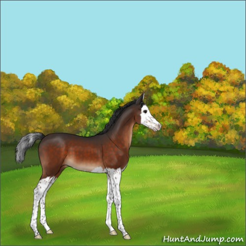 Horse Color:Brown Splash 