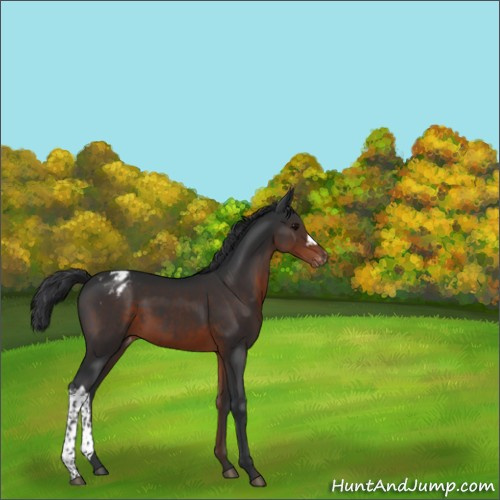 Horse Color:Brown Appaloosa 