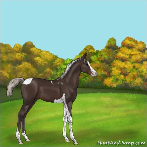 Horse Color:Silver Brown Splash Tobiano 