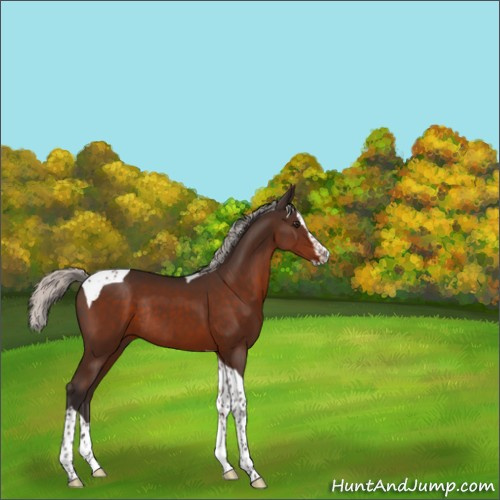 Horse Color:Silver Brown Splash Tobiano Rabicano 