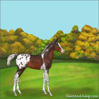 Horse Color:Silver Brown Splash Tobiano Appaloosa 