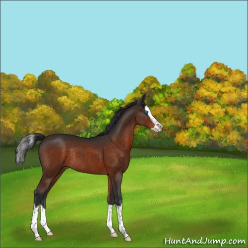 Horse Color:Brown Splash Rabicano 