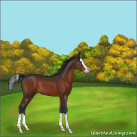 Horse Color:Brown Splash Rabicano