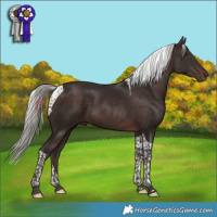 Horse Color:Silver Brown Tobiano 