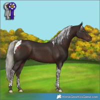 Horse Color:Silver Brown Tobiano 