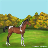 Horse Color:Brown Tobiano 