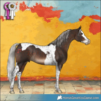 Horse Color:Silver Brown Splash Tobiano Rabicano 