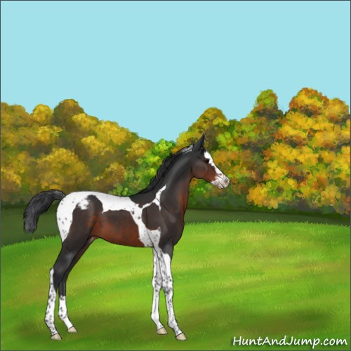 Horse Color:Brown Splash Tobiano Appaloosa 