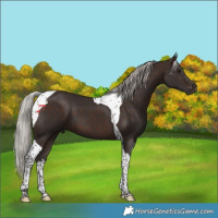 Horse Color:Silver Brown Tobiano 