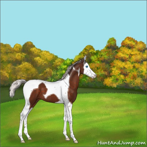 Horse Color:Silver Brown Splash Tobiano 
