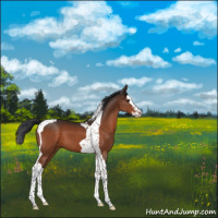 Horse Color:Brown Splash Tobiano 