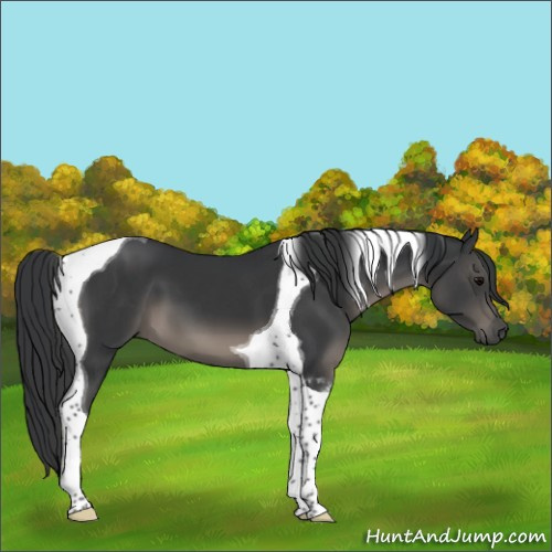 Horse Color:Black Tobiano 