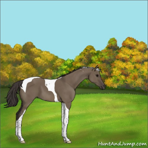Horse Color:Smoky Grullo Tobiano 