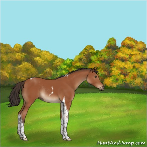 Horse Color:Brown Tobiano Rabicano 