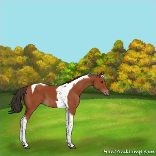 Horse Color:Bay Tobiano 
