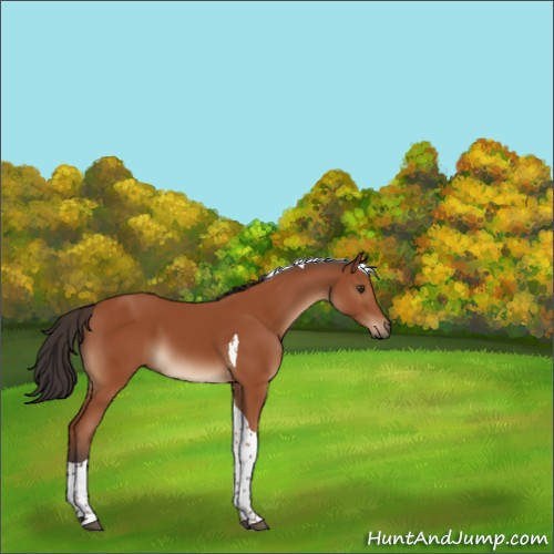 Horse Color:Brown Tobiano 