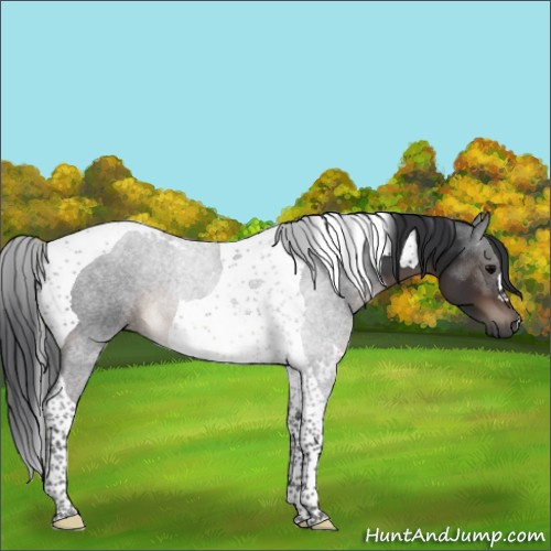 Horse Color:Brown Tobiano 