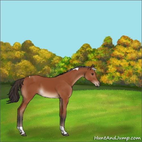 Horse Color:Brown Tobiano 