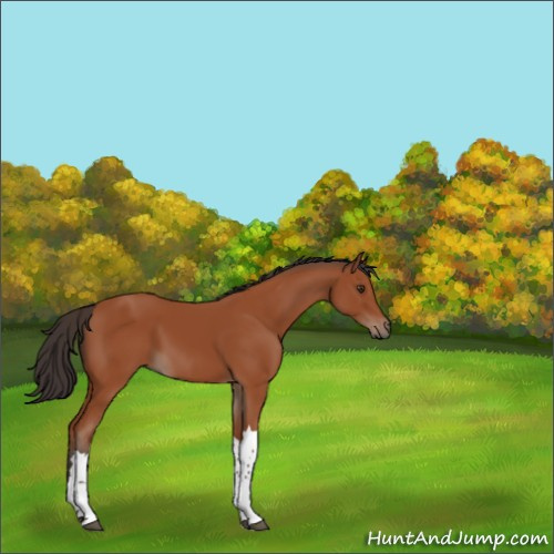 Horse Color:Brown 