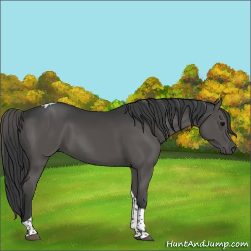 Horse Color:Black Tobiano 