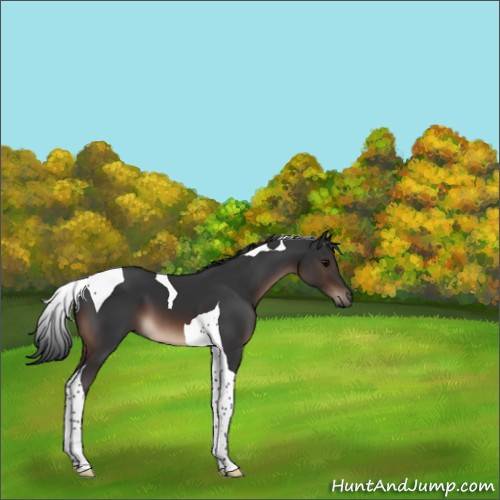 Horse Color:Brown Tobiano 