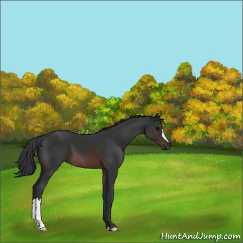 Horse Color:Brown 