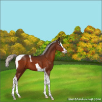 Horse Color:Silver Bay Splash Tobiano 