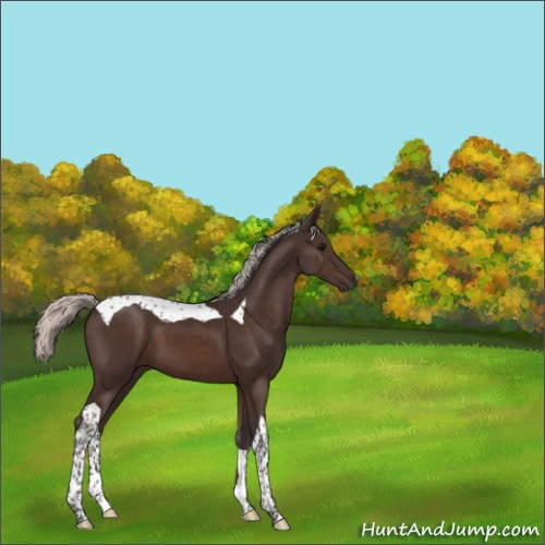 Horse Color:Silver Brown Tobiano 