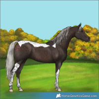 Horse Color:Silver Brown Tobiano 