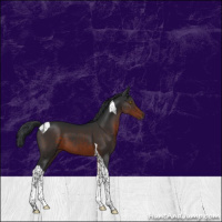 Horse Color:Brown Tobiano 
