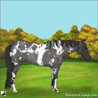 Horse Color:White Spotted Smoky Blue Roan Rabicano 