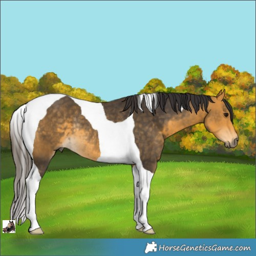 Horse Color:Buckskin Tobiano Rabicano 