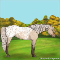 Horse Color:Silver Brown Dun Appaloosa 