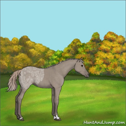 Horse Color:Silver Grullo Ice Sabino 