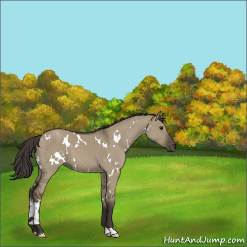Horse Color:White Spotted Smoky Grullo 