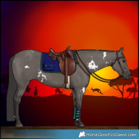 Horse Color:White Spotted Smoky Grullo 