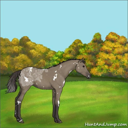 Horse Color:White Spotted Smoky Grullo Ice 