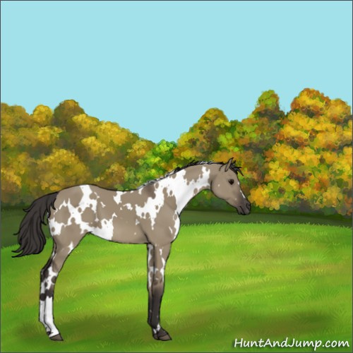 Horse Color:White Spotted Smoky Grullo 